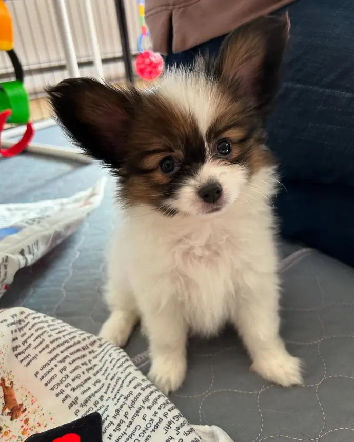 papillonhaven puppies for sale - Yang
