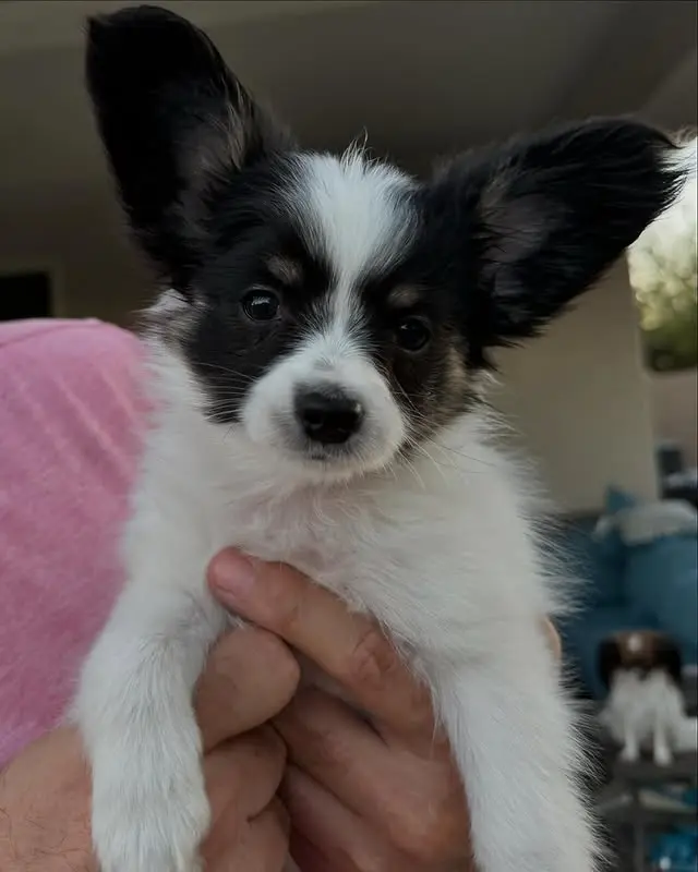 papillonhaven puppies for sale - Elliott