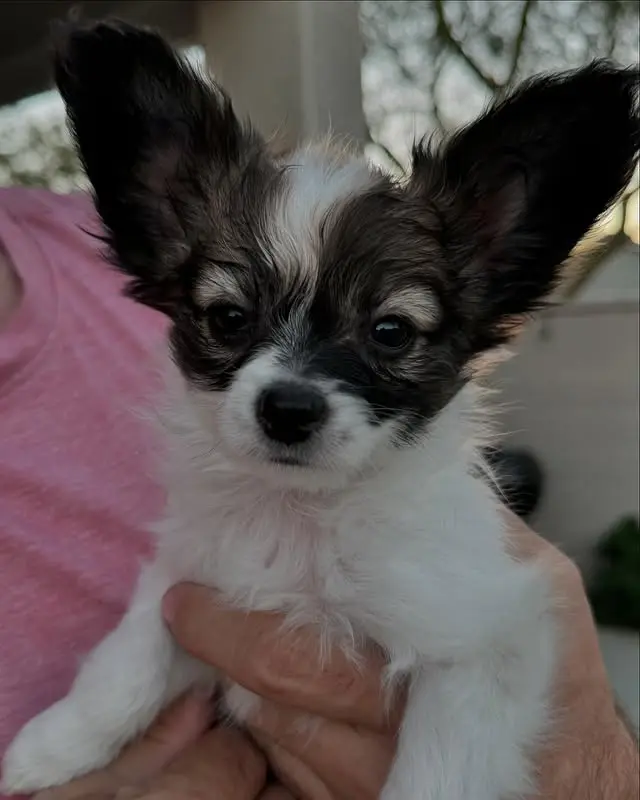 papillonhaven puppies for sale - Tracie