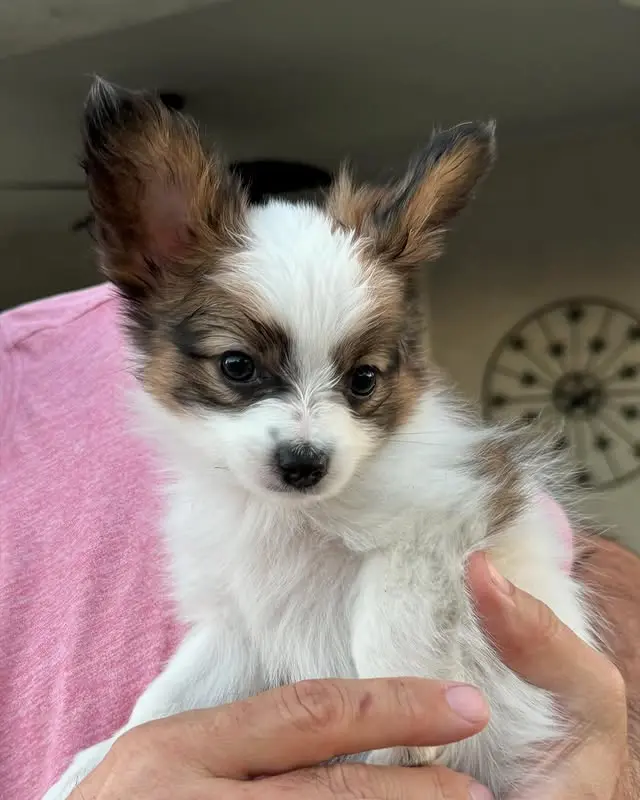papillonhaven puppies for sale - Berta