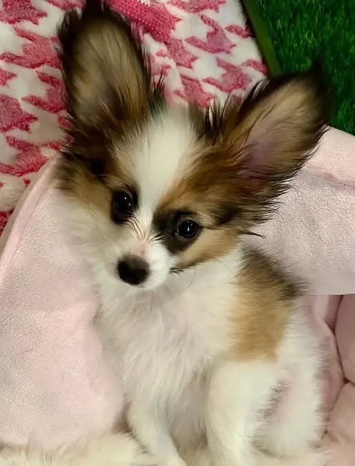 papillonhaven puppies for sale - Reed