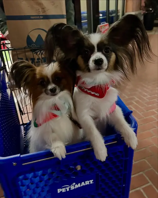 papillonhaven puppies for sale - Olivia