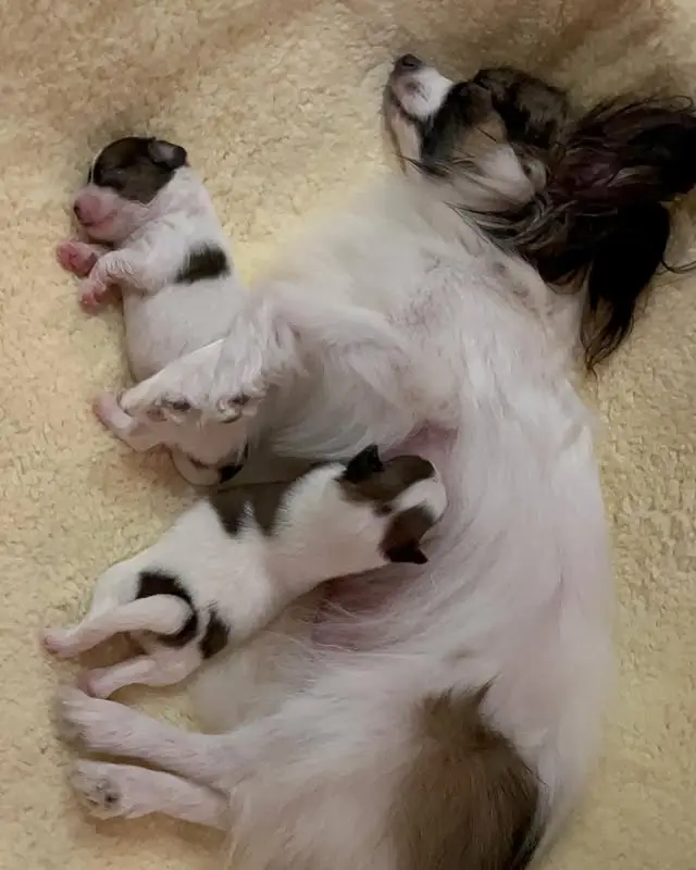 papillonhaven parents gallery  photo 2