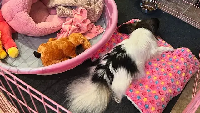 papillonhaven parents gallery  photo 1