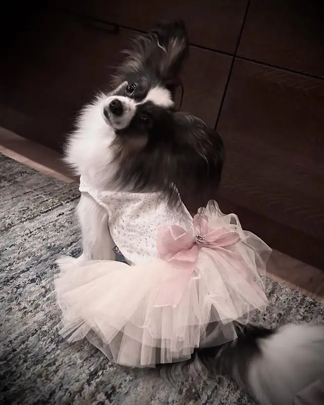 papillonhaven parent Della