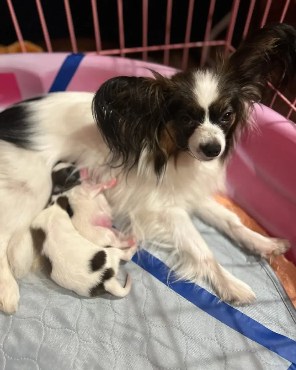papillonhaven parents gallery  photo 3