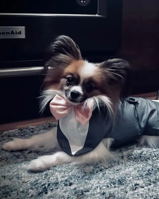 papillonhaven parent Frank