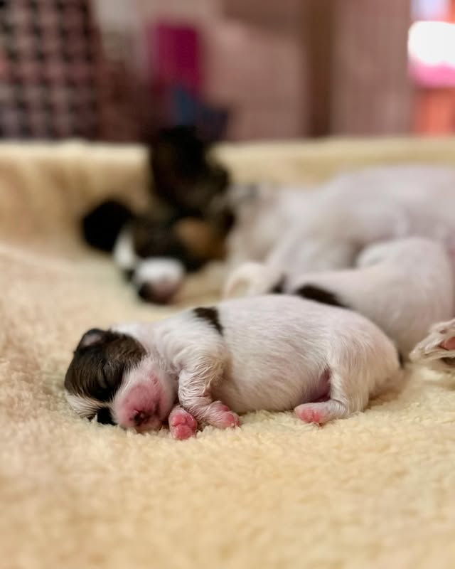 papillonhaven 3 weeks old litter of puppies
