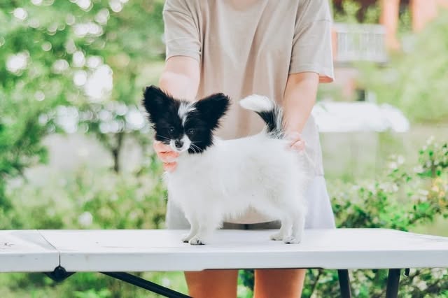 papillonhaven puppy