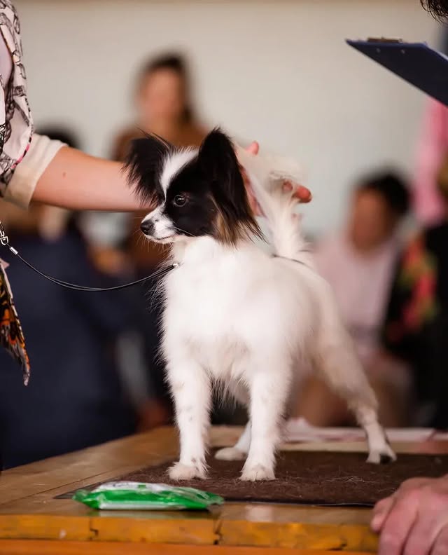 papillonhaven puppy at show event