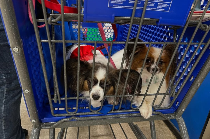 papillonhaven's mom and dad in crate